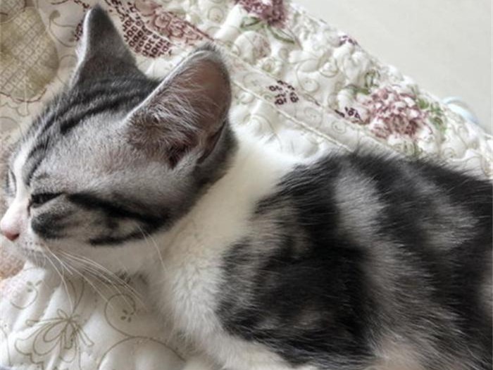 家里养宠物猫的人 为啥更容易过敏（猫咪过敏）