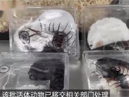 女子胸前腰部绑藏15条活体蛇入境因走路姿势怪异被发现