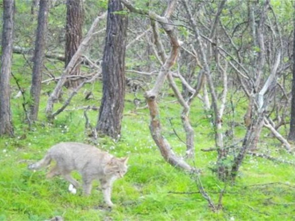 达古冰川发现荒漠猫 四川达古冰川地区首次发现荒漠猫