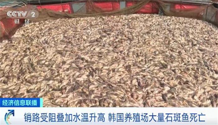 韩国石斑鱼大量死亡 背后原因如何 第2张 韩国石斑鱼大量死亡 背后原因如何 第2张